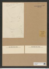 Diatomeae indet. Zeichnungen Sammlung Grunow Nr. 7739 (NHMW-BOT-W0376958)